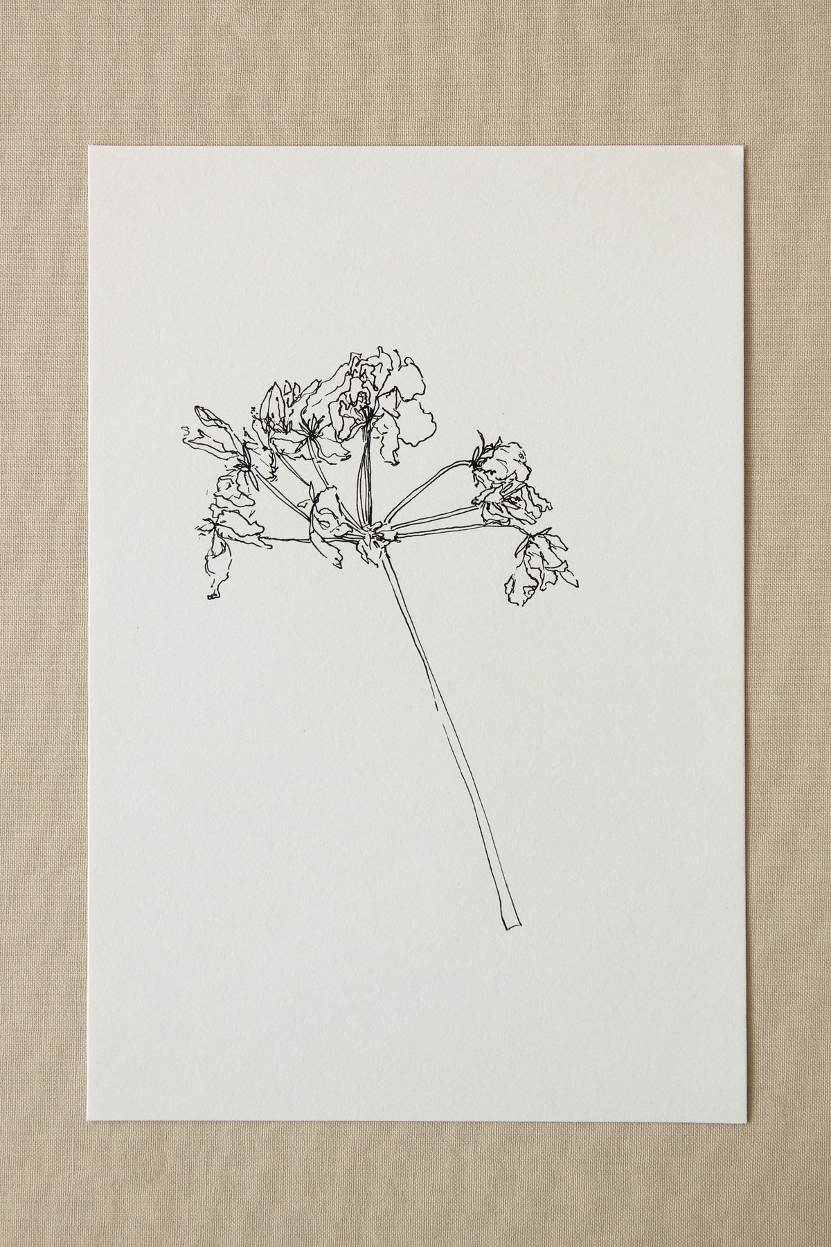For Joan | Geranium Drawing No. 2
