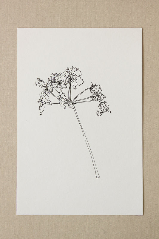 For Joan | Geranium Drawing No. 2