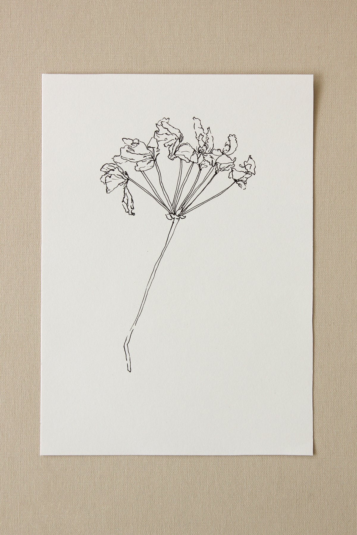For Joan | Geranium Drawing No. 1