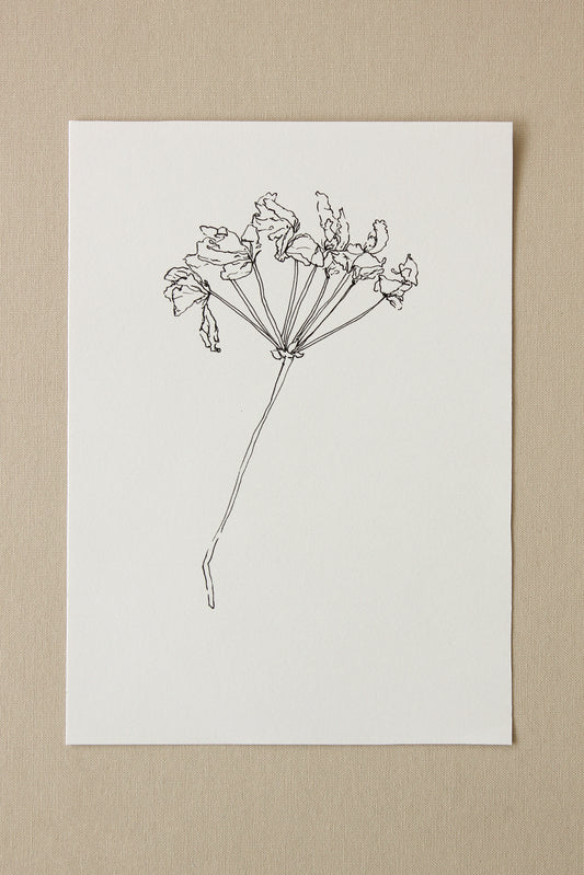 For Joan | Geranium Drawing No. 1