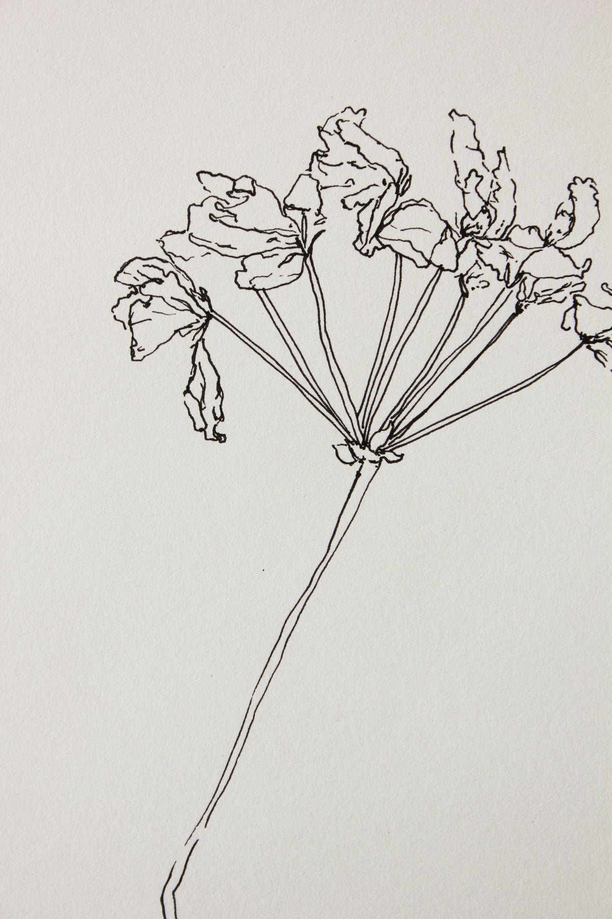 For Joan | Geranium Drawing No. 1