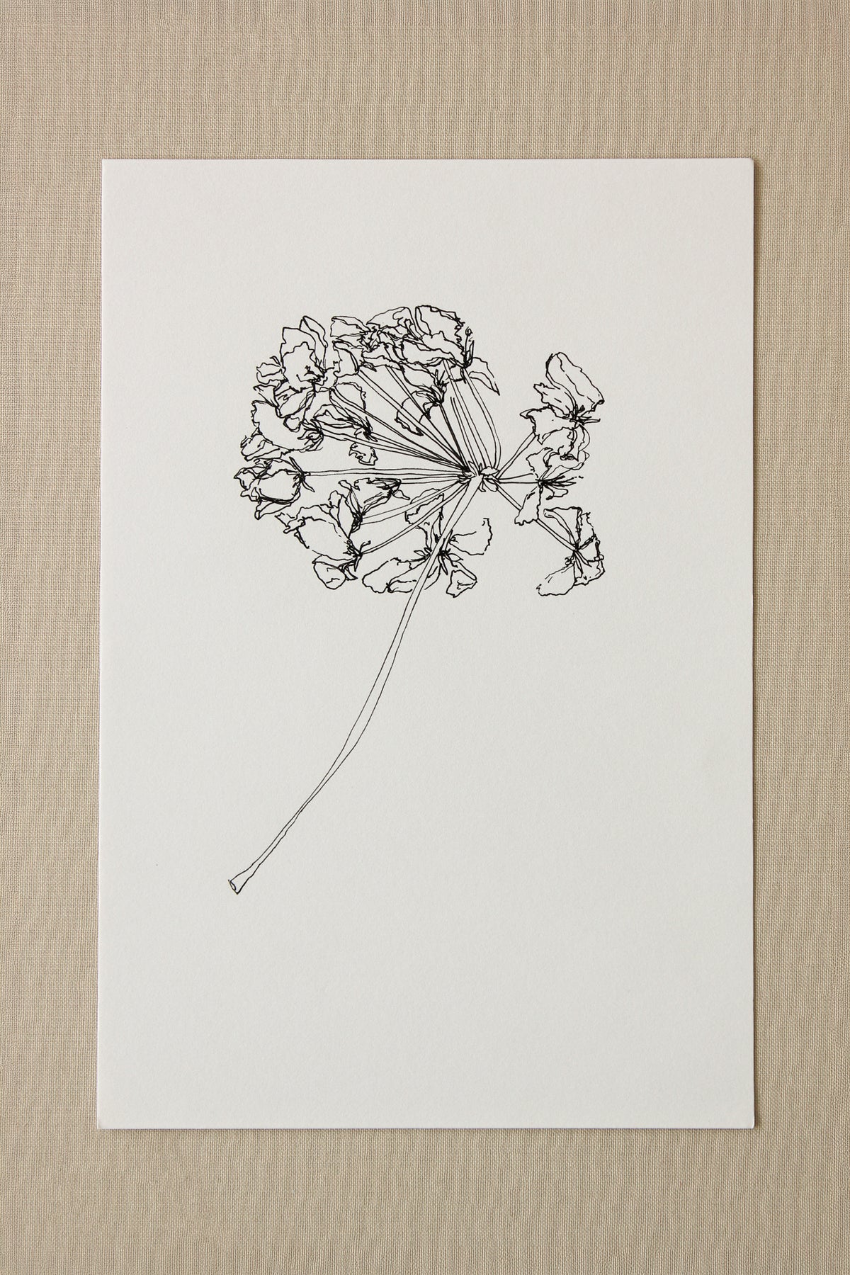 For Joan | Geranium Drawing No. 3