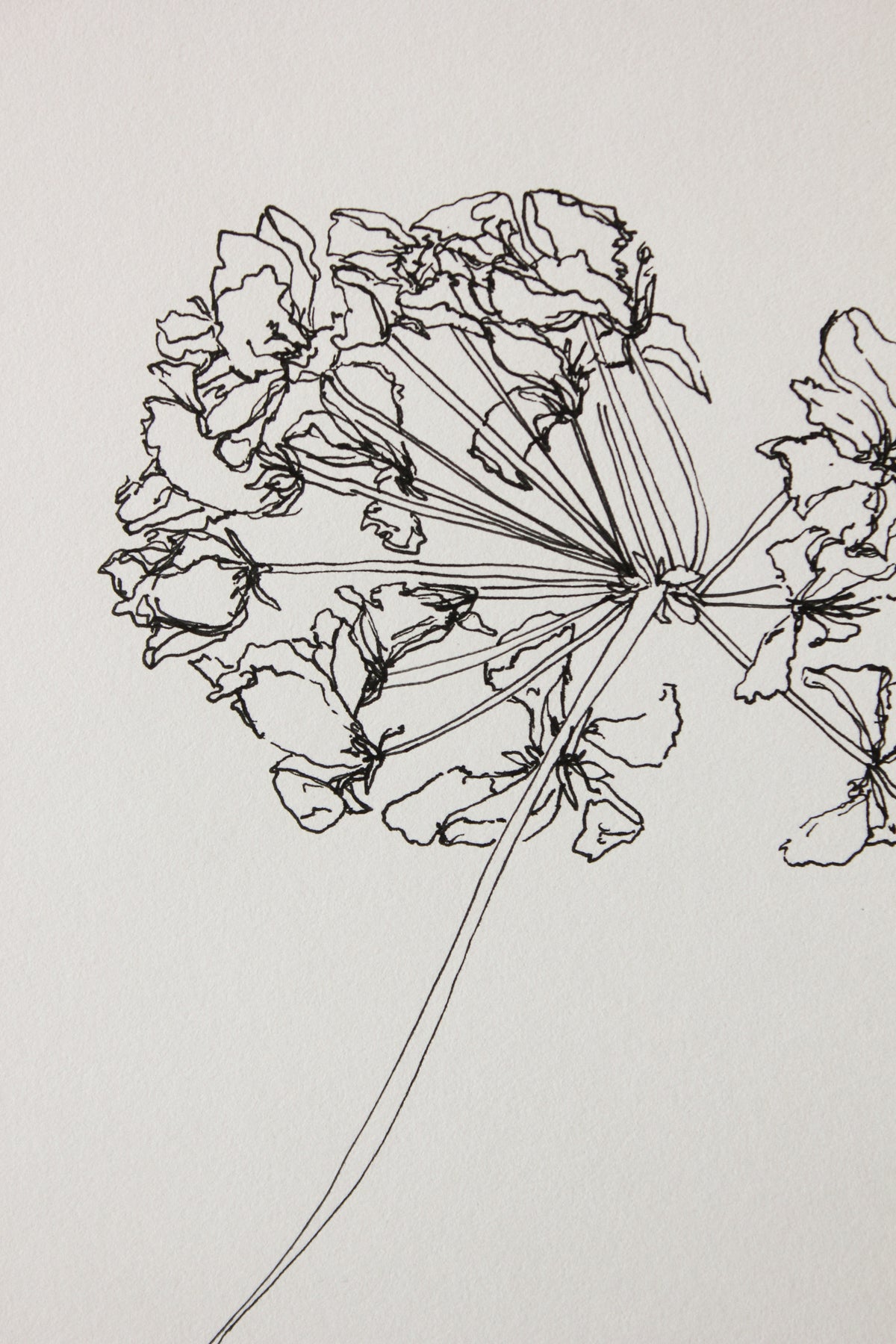 For Joan | Geranium Drawing No. 3