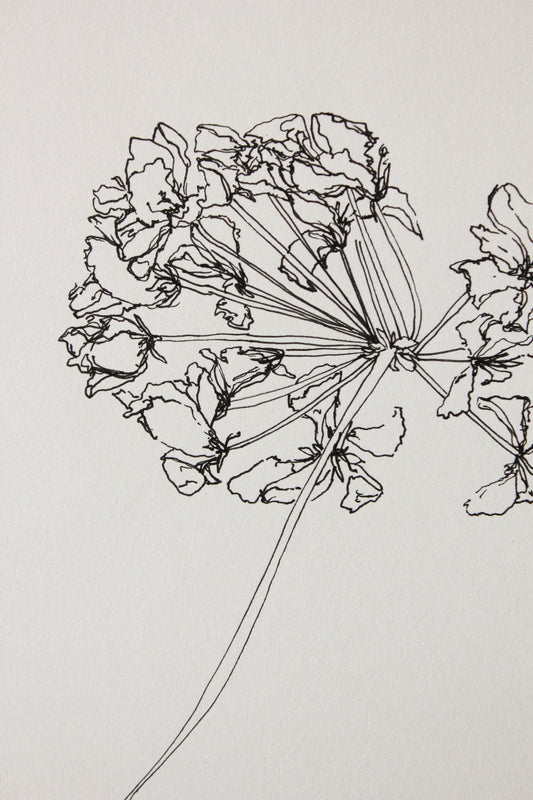 For Joan | Geranium Drawing No. 3